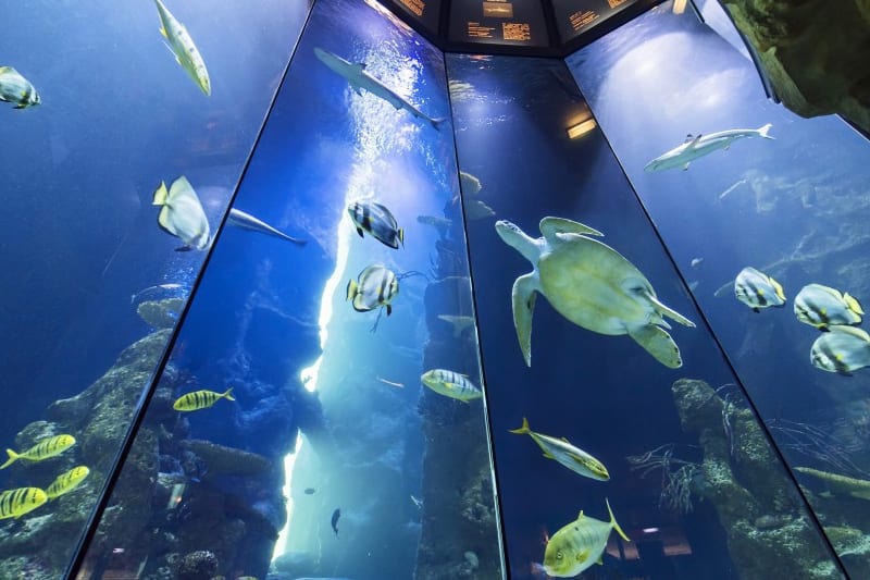 אקווריום בבית הים