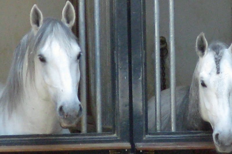 סוסים באורוות בית הספר הספרדי לרכיבה