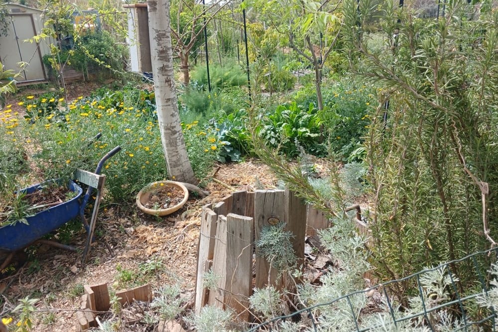 הגינה הקהילתית של שוהם