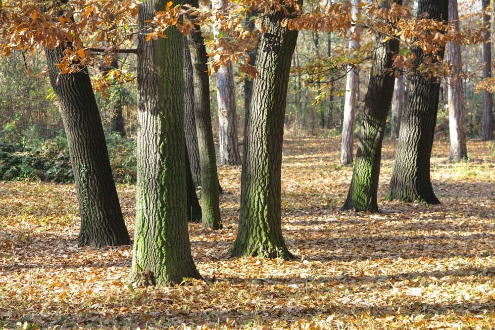 גן בוריסובה