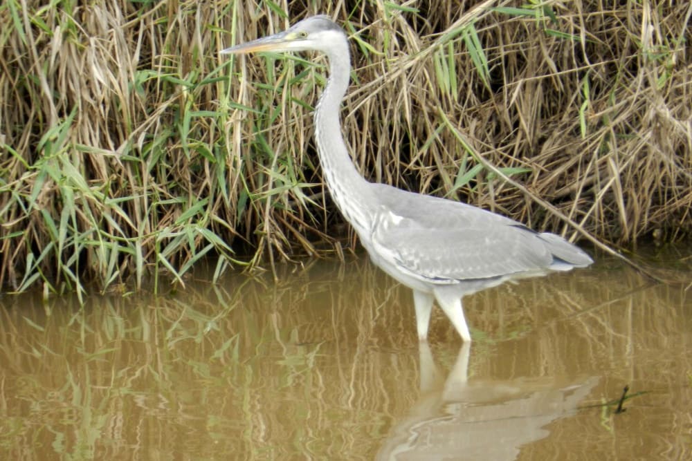 אנפה אפורה על גדות נחל אלכסנדר