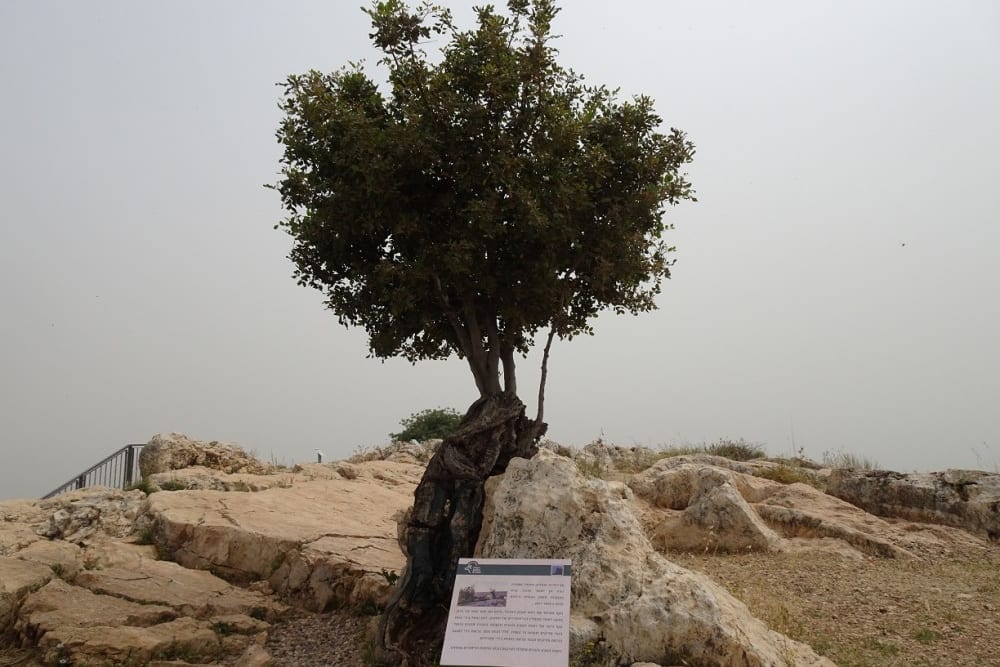 העץ במצפור החרוב - אפריל 2022