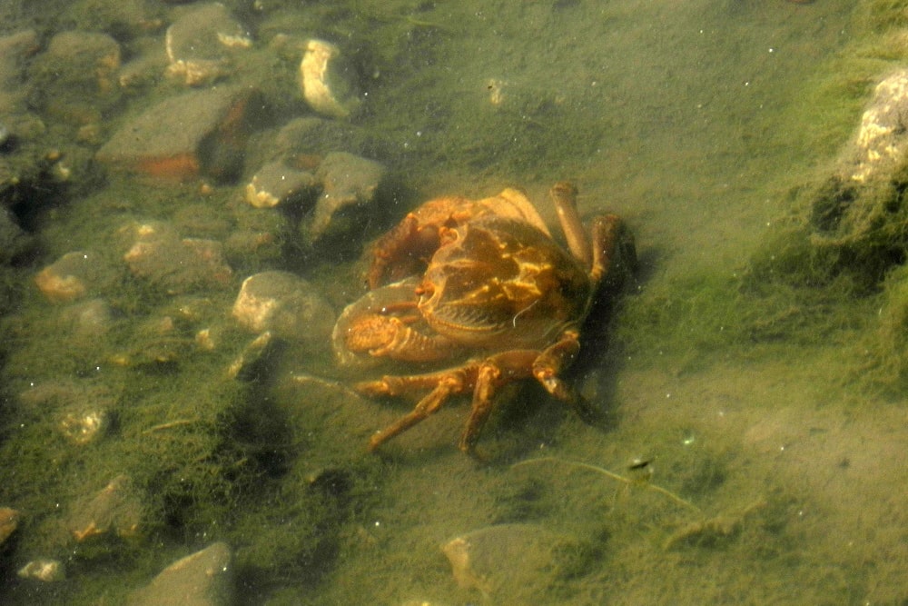 סרטן בעין דמומית