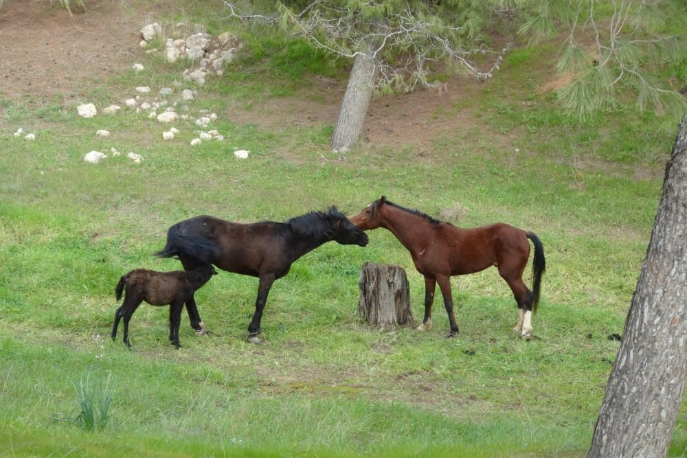 משפחת סוסים בערוץ נחל שיקמה