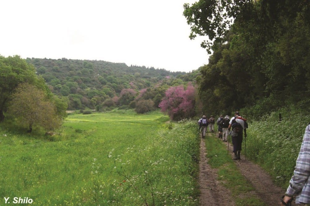 שביל ישראל בשמורת גבעות אלונים