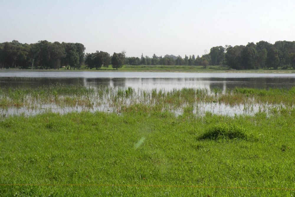 בריכת יער חדרה