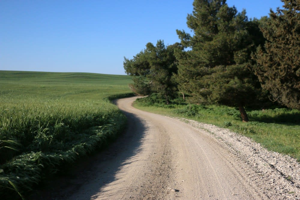 השביל לצד נחל שיקמה