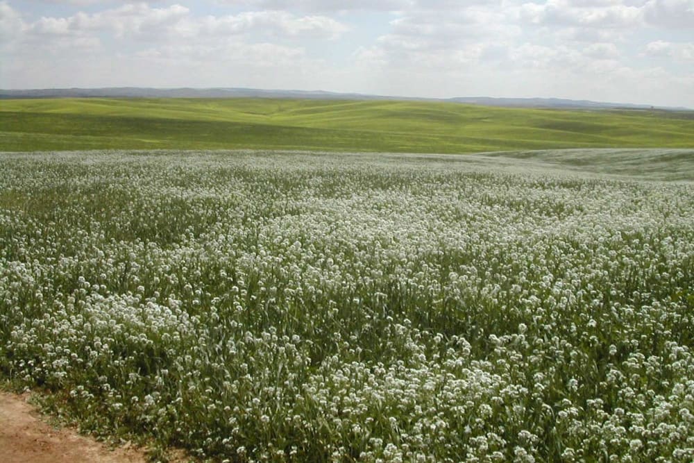 אסם התבואה של ישראל