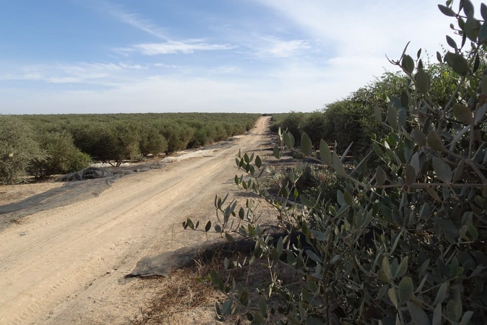 שביל ישראל במטעי החוחובה של בית קמה
