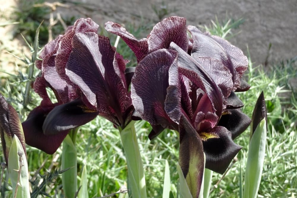 אירוס שחום ליד תל ערד