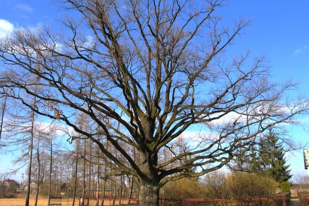הפארק הלאומי קמפינוס