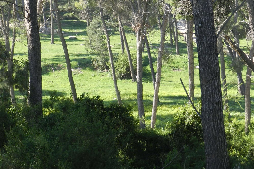 יער משמר העמק