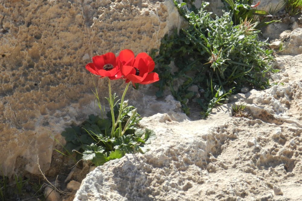 נוריות בנחל צאלים