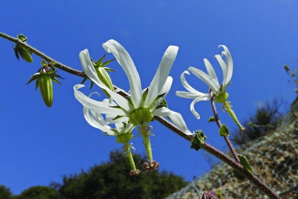 מישוׄיה פעמונית