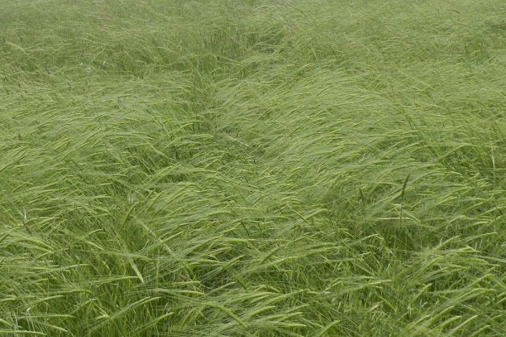 השביל בשדה חיטה