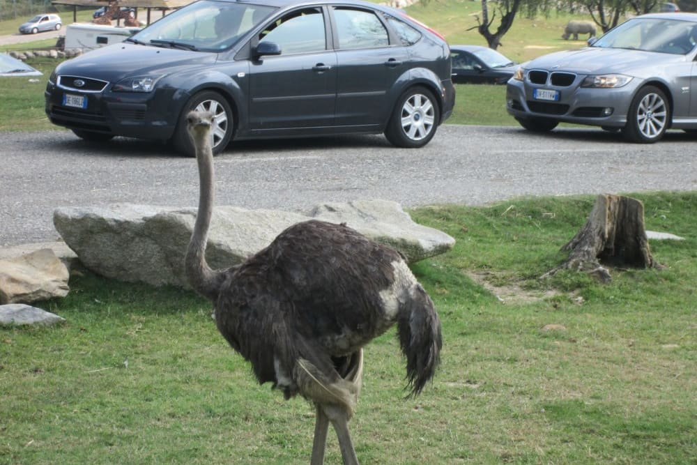 ספארי פארק. בשטח הפתוח צופים בחיות בנסיעה ברכבים פרטיים