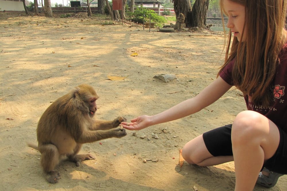 מאכילים קופים בשטח וואט תאם פּלָה