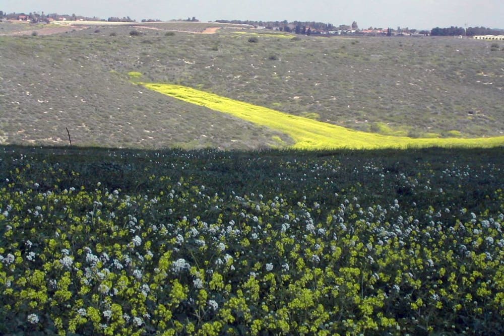 מבט למושב לכיש - שדה חרדל טרם נטיעת כרמים חדשים - 2010