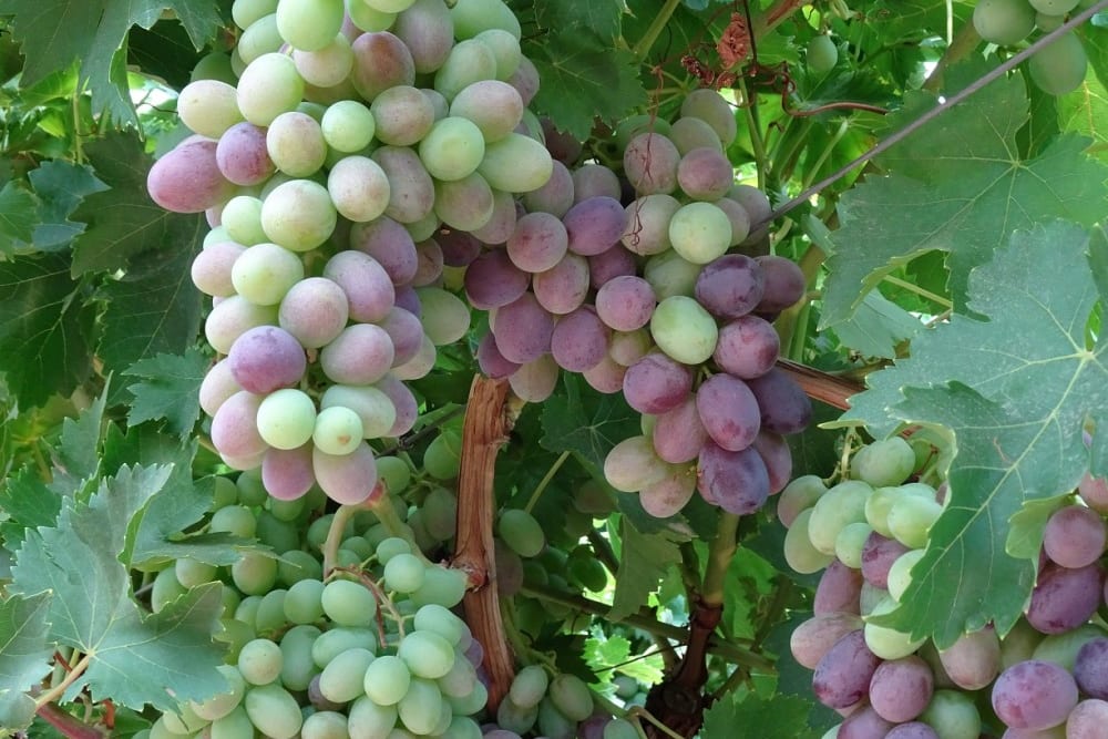 כרם של מושב לכיש