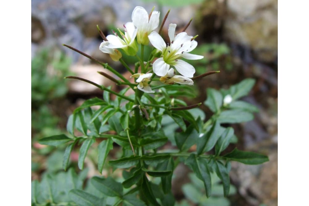 פרח הקרדמין טוברוזה ההולך ונכחד בשמורה הביוספרית קאמצ'יה