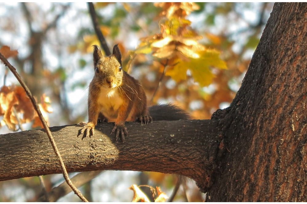 סנאי אדום בגן בוריסובה