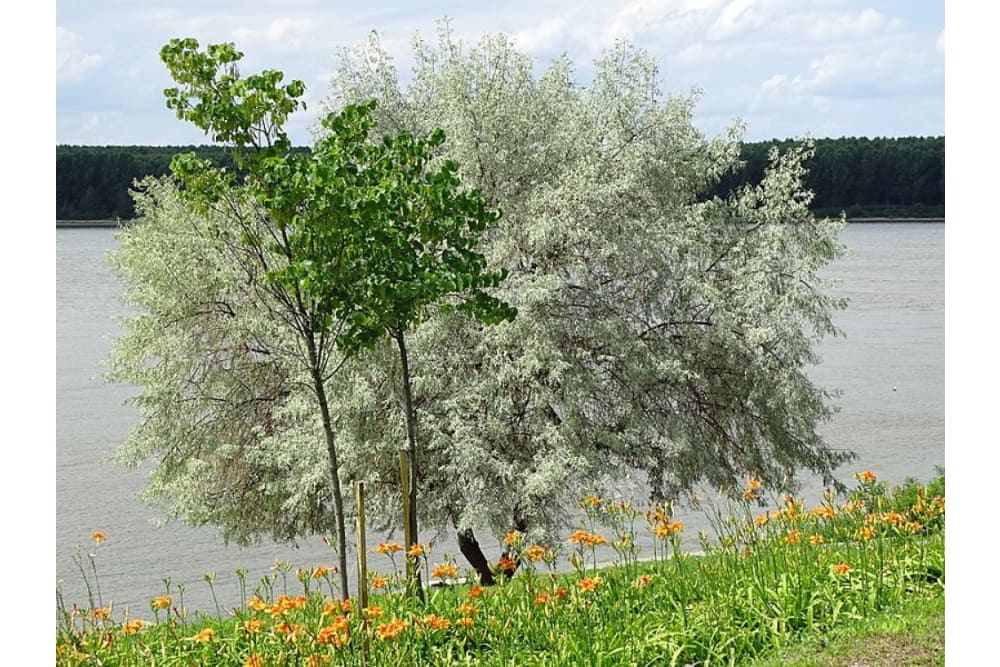 דונבסקה גראדינה