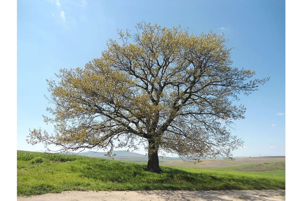 אלון שסוע, אחד המינים הנפוצים בפארק הטבע רוסנסקי לום