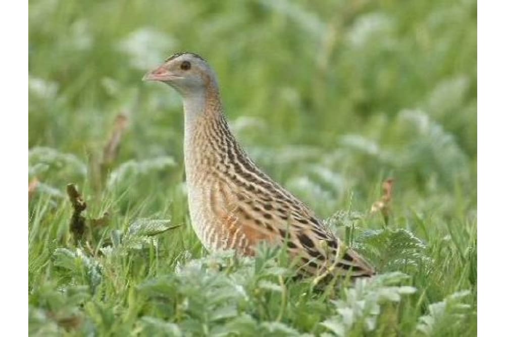 מלכישליו חלודי - עוף מקסים הנמצא בסכנת הכחדה