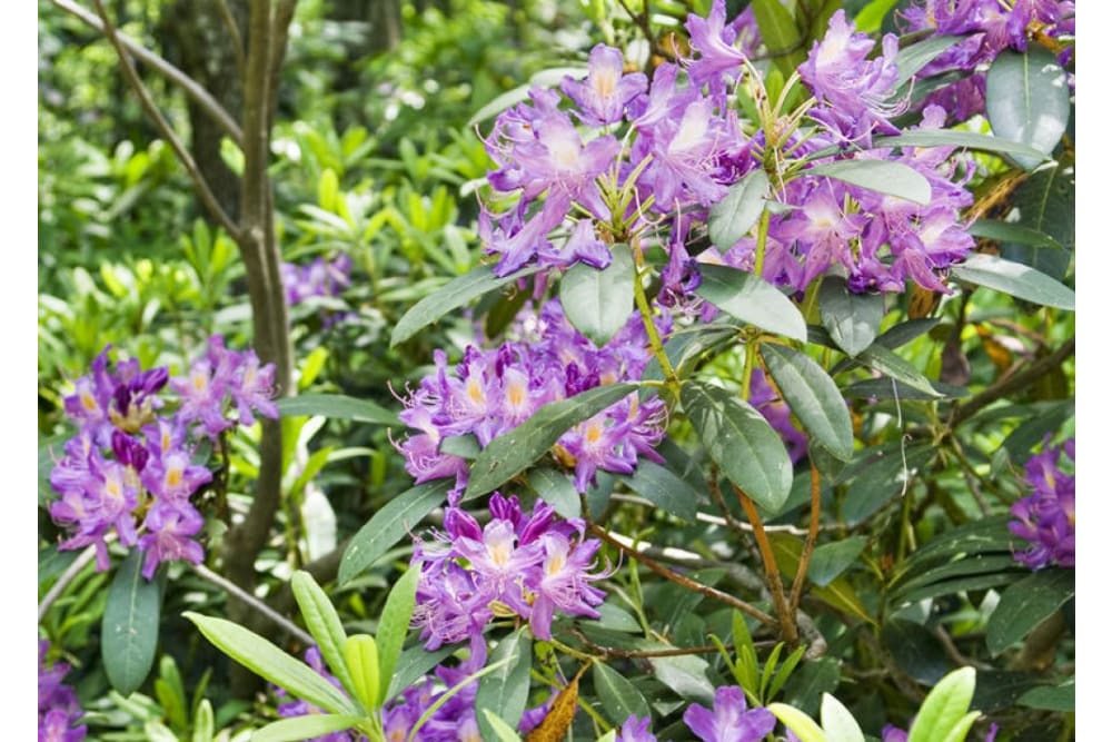 פרחי הרודנדון הנדירים בפארק הטבע סטראנדז'ה