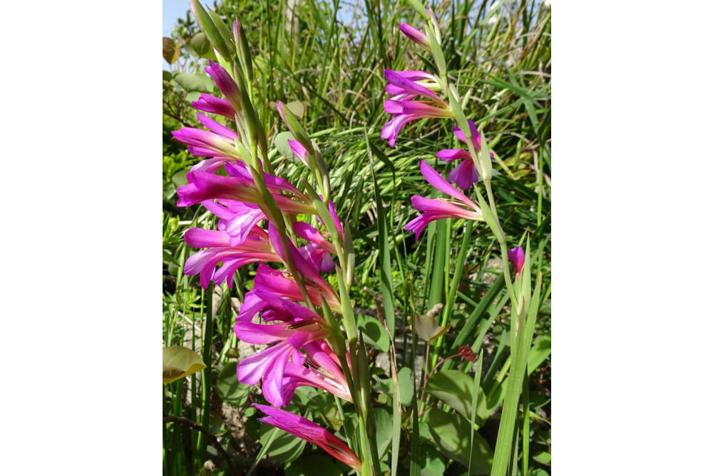 סייפן התבואה