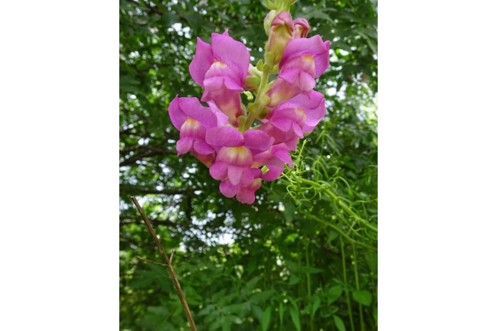 פריחת לוע ארי גדול