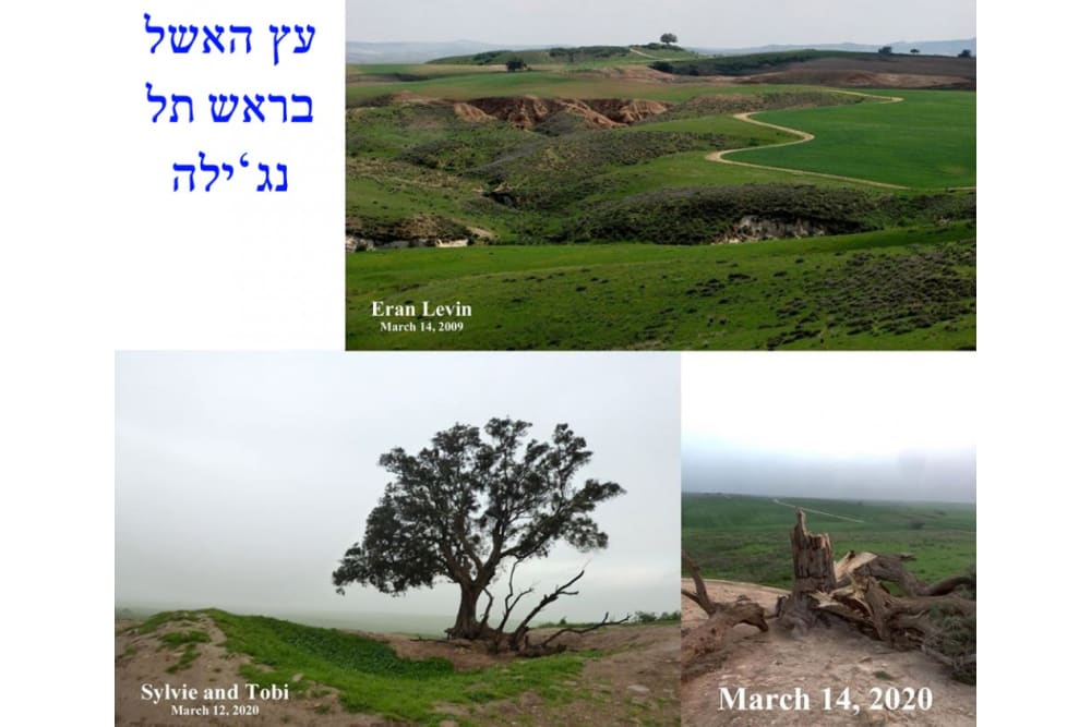 תל נג׳ילה ועץ אשל מיתולוגי