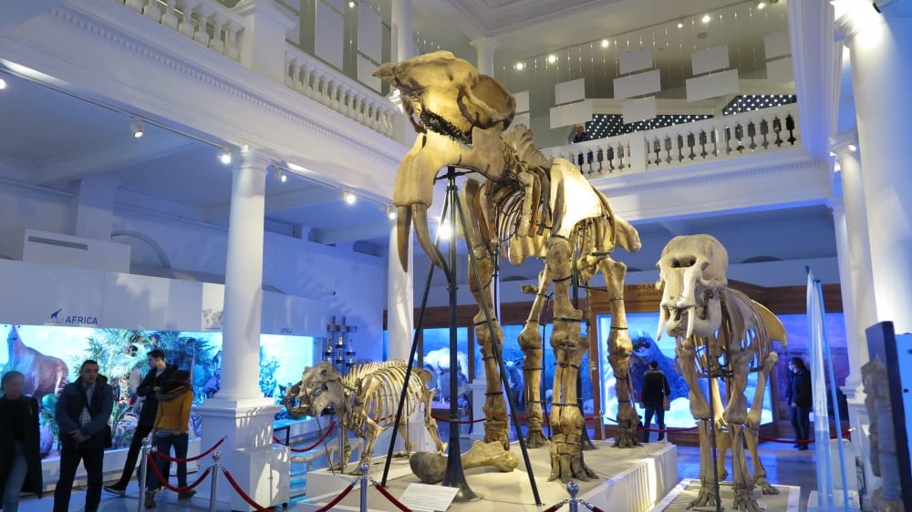  שלד הדינוֹתַרְיוּם במוזיאון לטבע ע"ש גריגוֹרֶה אָנטיפָּה