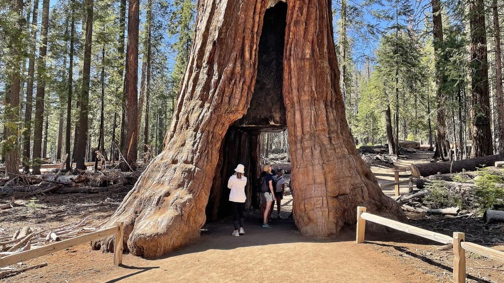 עץ קליפורניה בחורשת מריפּוסָה