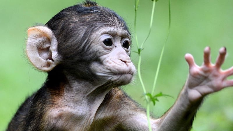 קוף מקוק צעיר