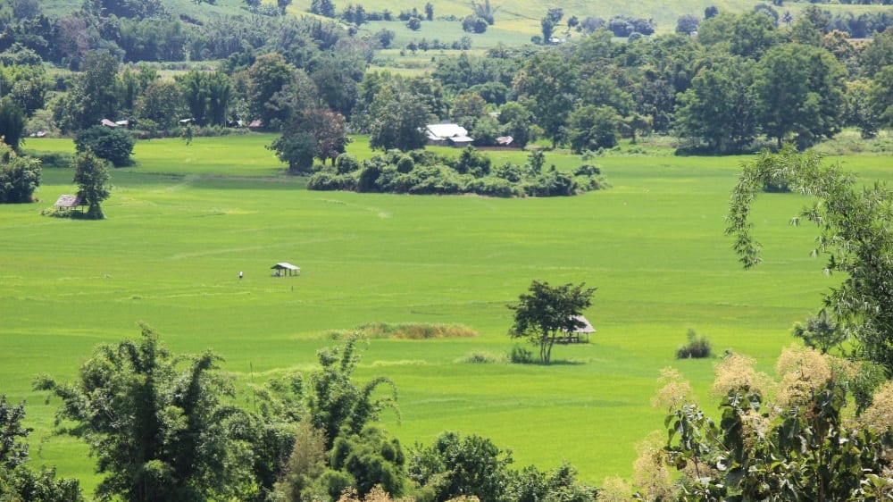 שדות האורז מבית הקפה