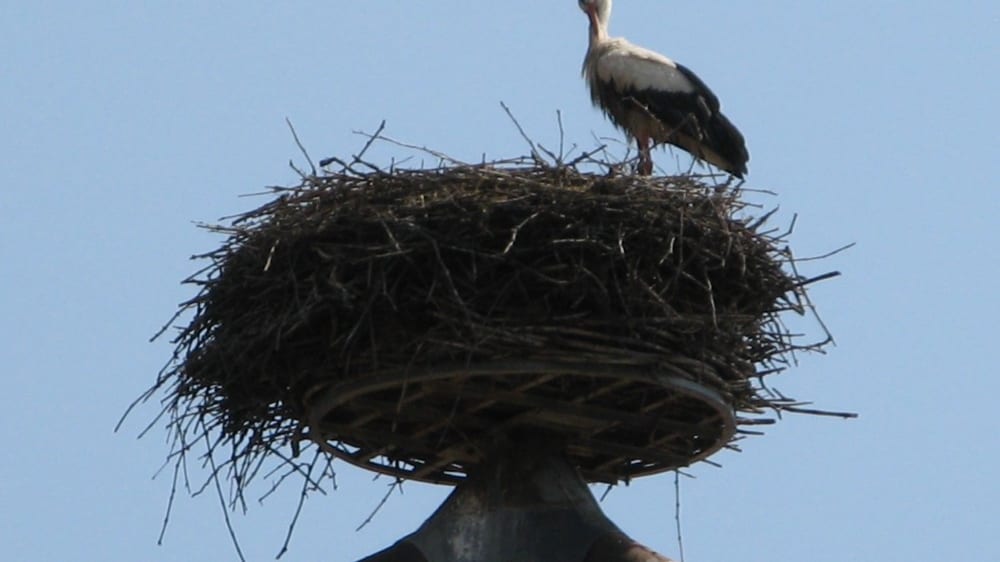 חסידה אופיינית