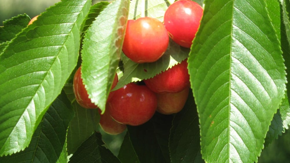 דובדבנים על העצים בדרך היין