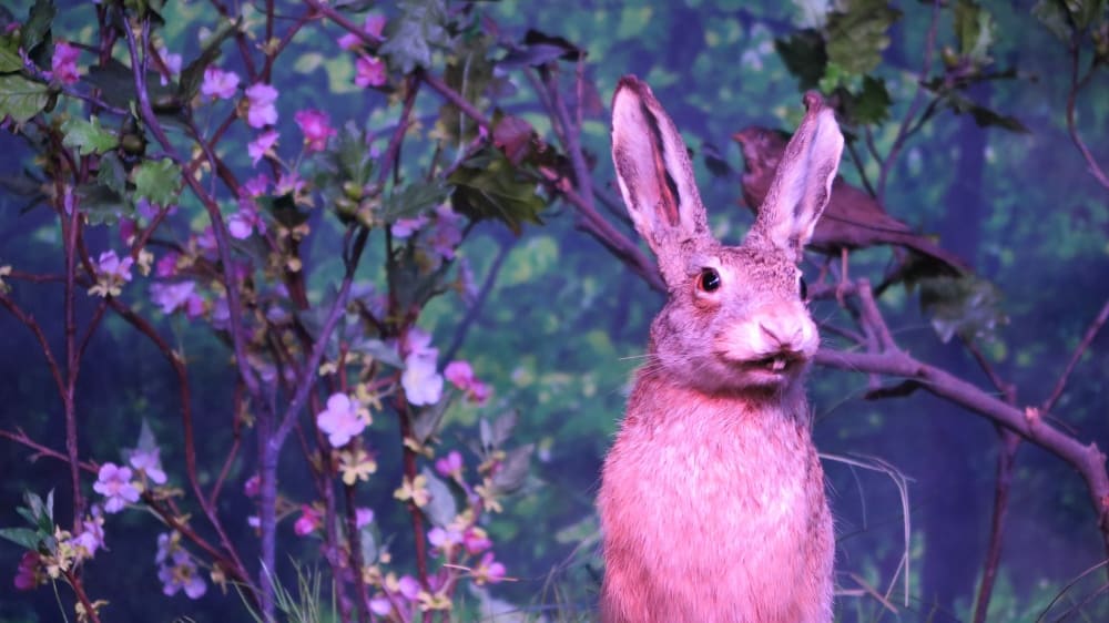 המוזיאון לטבע