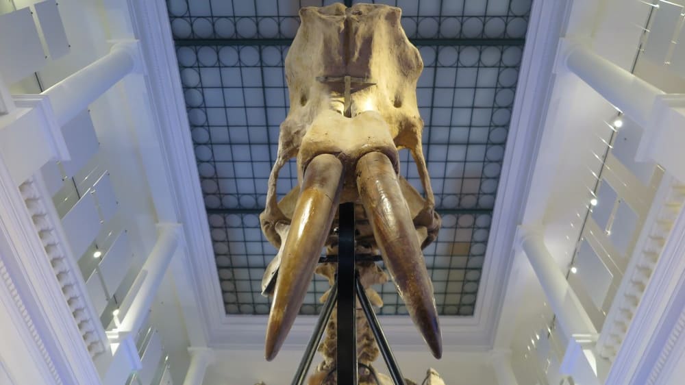 המוזיאון לטבע