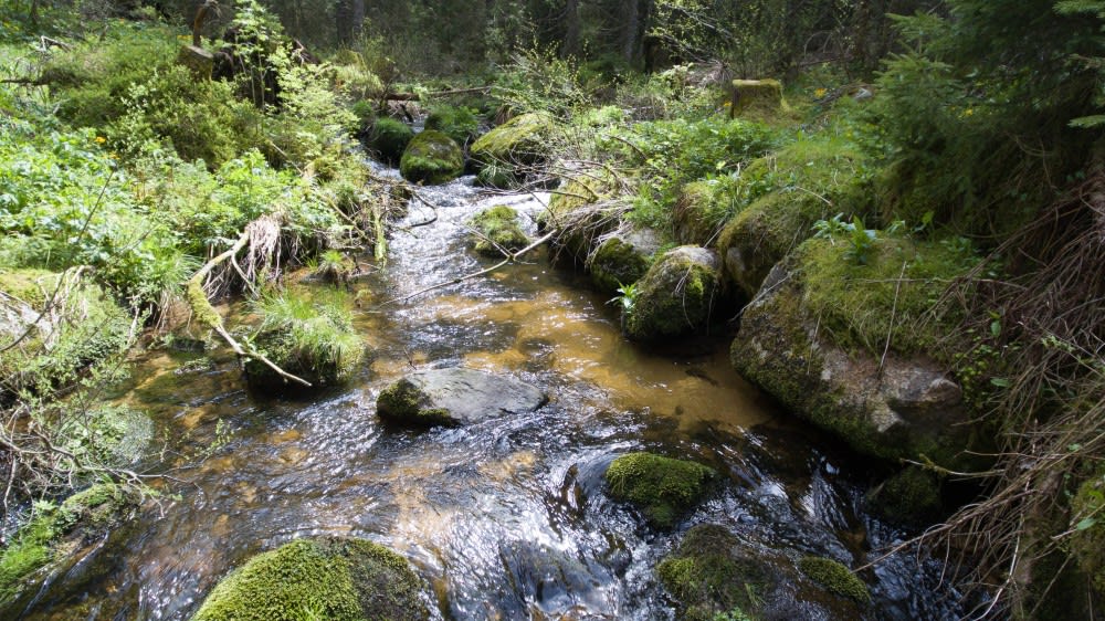 הנהר אֶלץ זורם במיזם השימור רוֹרהארדזְבֶּרג