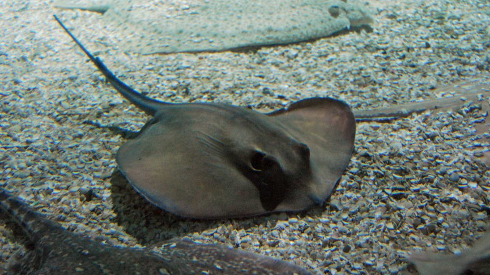 דג בטאי בסי לייף