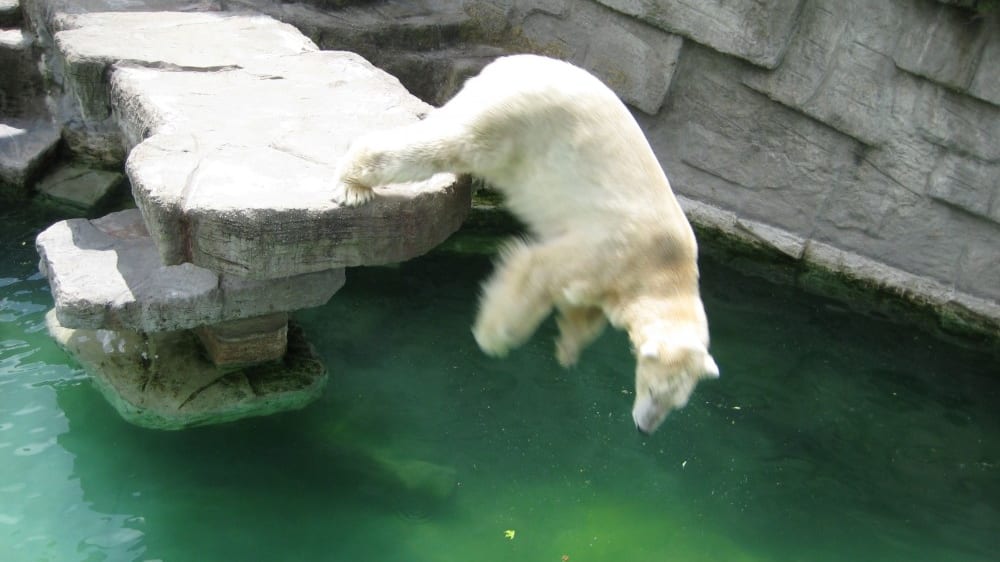 דוב קוטב בגן החיות שֶנבּרוּן