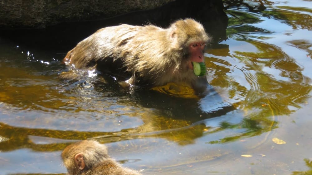 קופי מקוק שוחים במים בהר הקופים