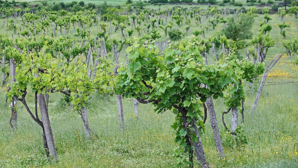 Alpeta Agritourism & Winery - Roshnik