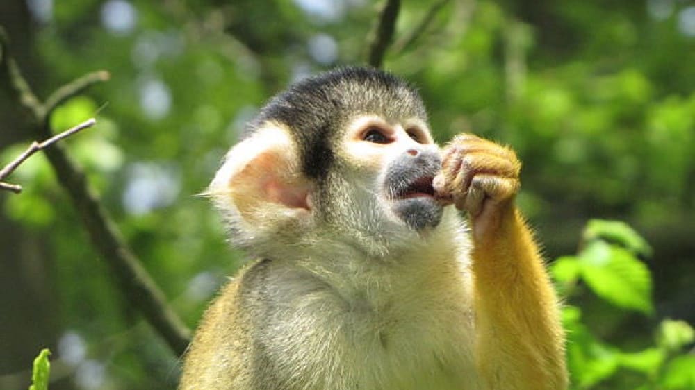 פארק הקופים אָפֶּנהוּל