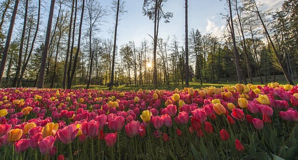 אָרבּוֹרֶטוּם ווֹלצ׳יאי פּוֹטוֹק