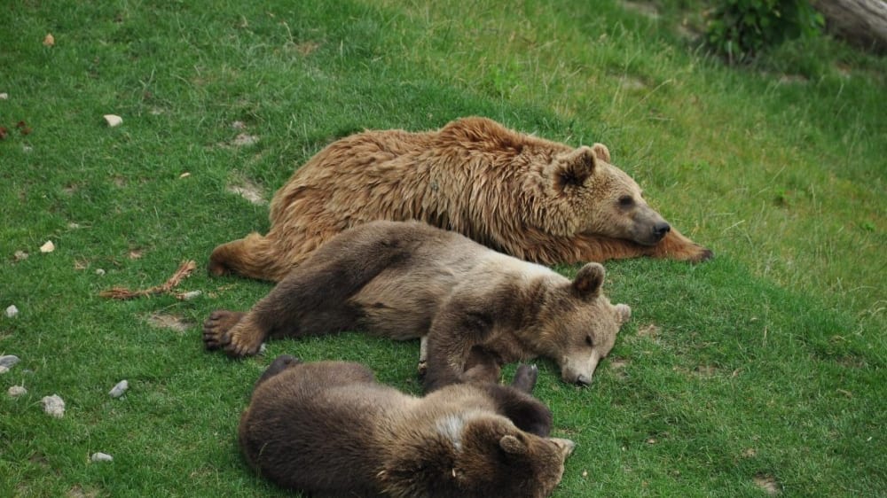 פארק הדובים