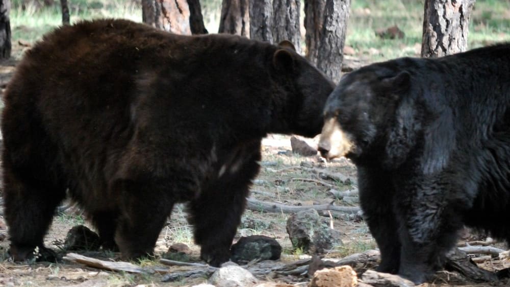 דובים שחורים בפארק חיות הבר בֶּריזונָה