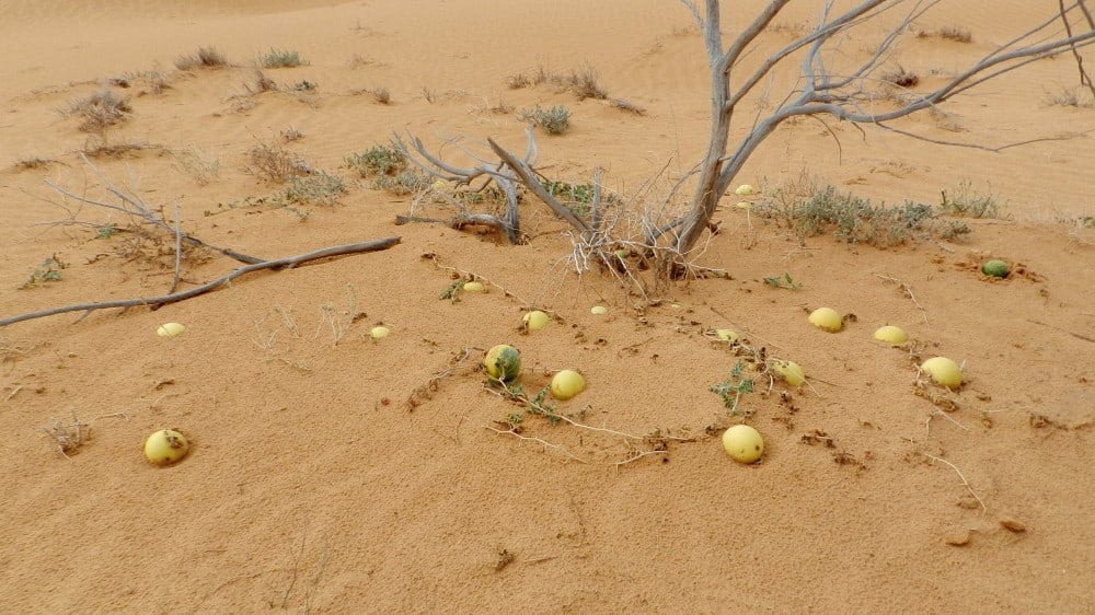 אבטיח הפקועה